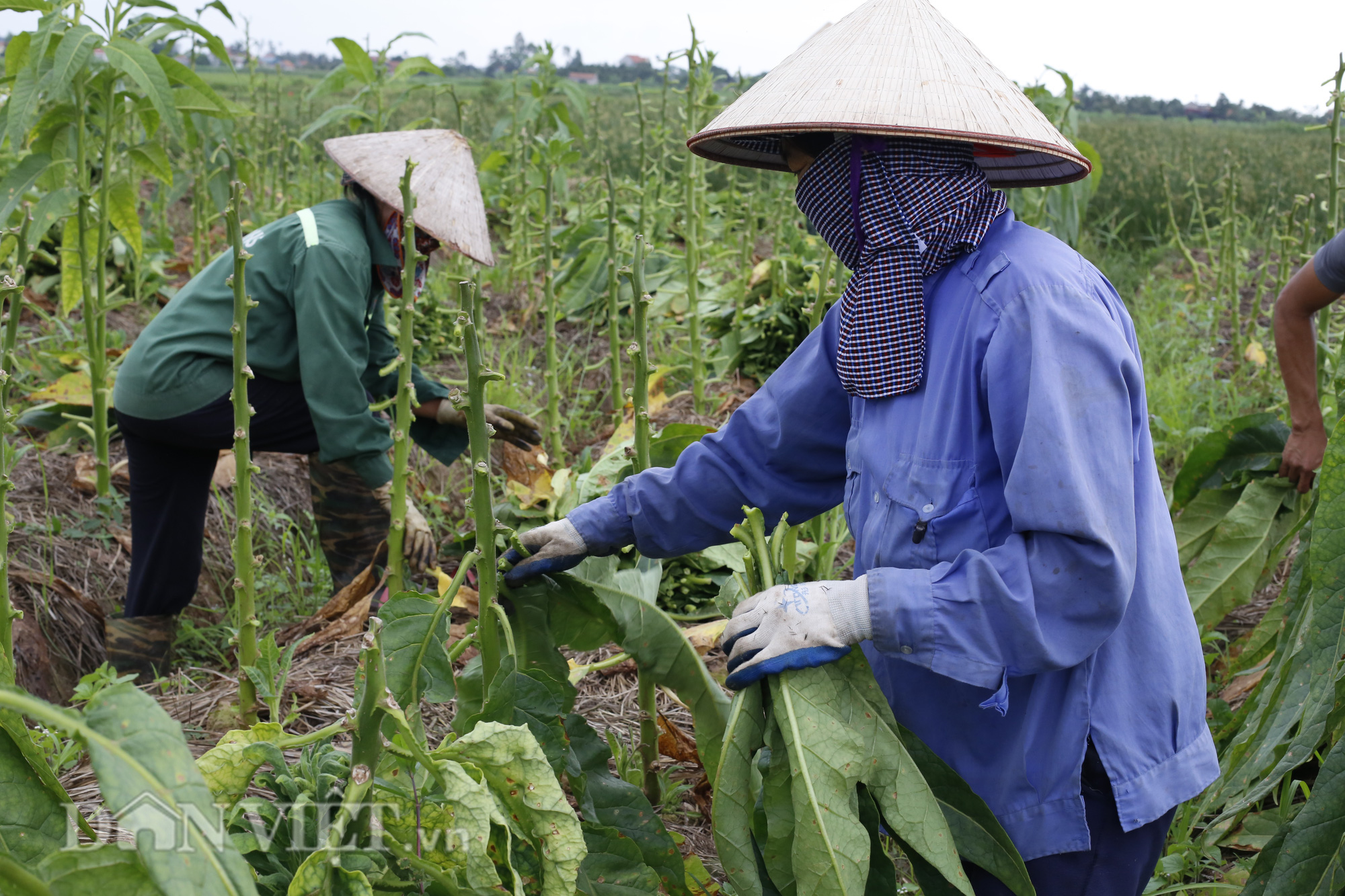 Trồng thuốc lào ở Nga Sơn: Giỏi chịu hạn, không sợ chuột phá mà lại “bỏ túi” tiền chục triệu mỗi vụ - Ảnh 7.