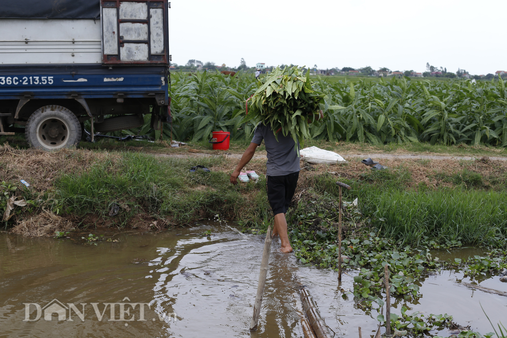 Trồng thuốc lào ở Nga Sơn: Giỏi chịu hạn, không sợ chuột phá mà lại “bỏ túi” tiền chục triệu mỗi vụ - Ảnh 6.