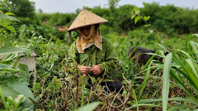 &quot;Bà trùm&quot; rau bí kiếm tiền triệu nơi bãi giữa sông Hồng - Ảnh 7.