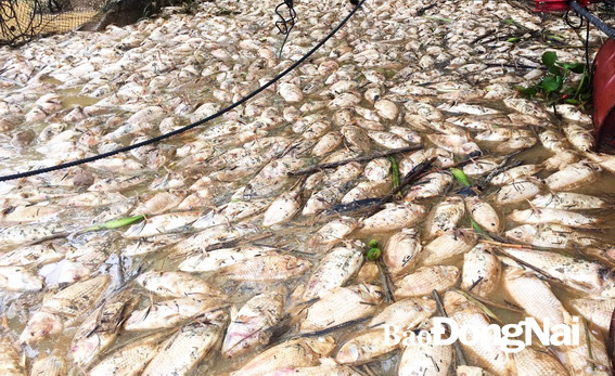 Vụ cá chết trắng xoá trên sông Đồng Nai: Chi 26 tỷ đồng hỗ trợ - Ảnh 1.