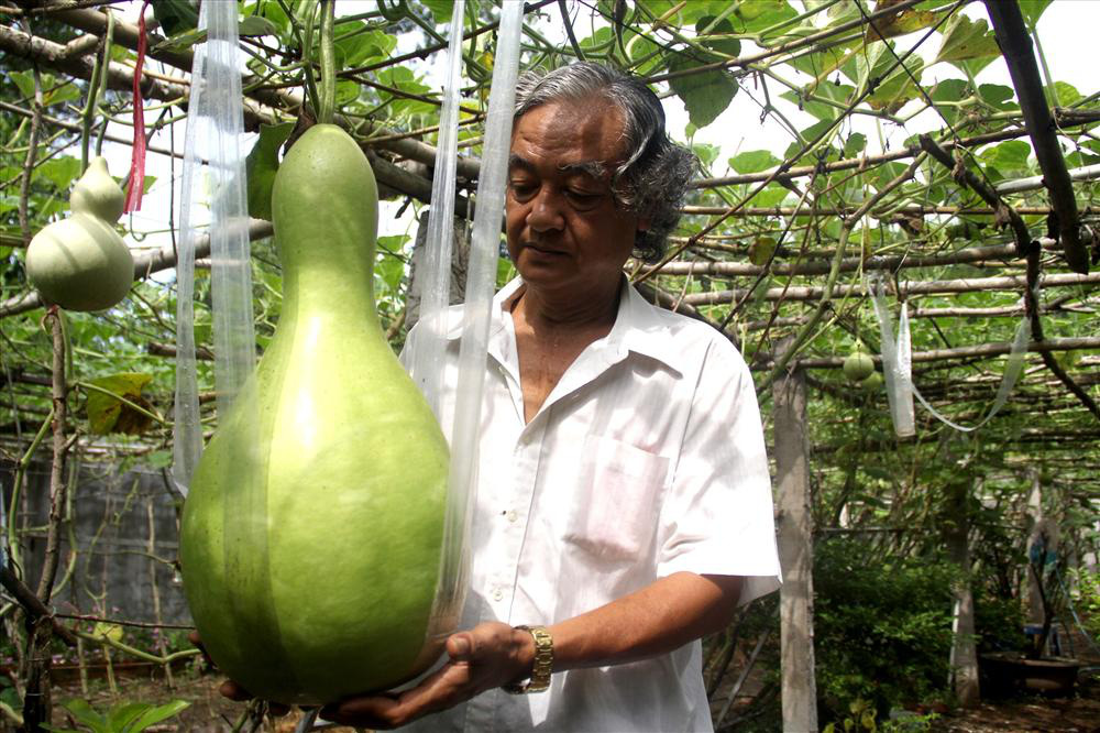 Vườn toàn quả siêu to, khủng, dài của ông nông dân phố ở Cần Thơ: Bầu to như em bé, mướp đắng dài 2m  - Ảnh 1.