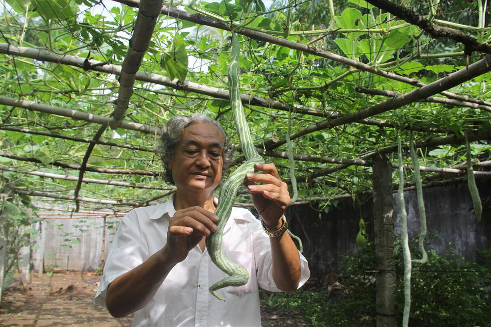 Vườn toàn quả siêu to, khủng, dài của ông nông dân phố ở Cần Thơ: Bầu to như em bé, mướp đắng dài 2m  - Ảnh 6.