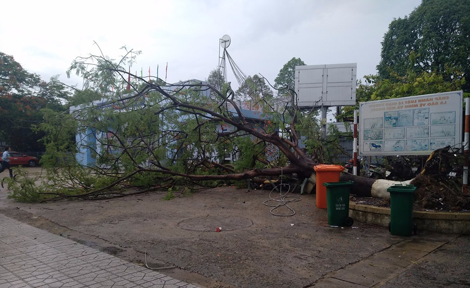 Cây phượng lớn lại bật gốc trong sân trường, 3 nữ sinh bị nhánh cây va vào - Ảnh 1.