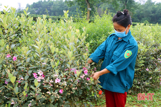 Hà Tĩnh: Đường làng trồng toàn hoa sim tím, đi qua lỡ không chụp ảnh khoe thì "ấm ức"