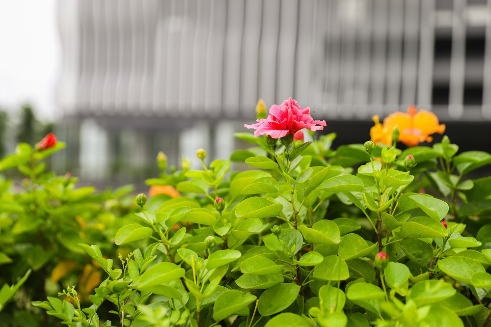 Bắt đầu &quot;hành trình&quot; sống mới với KĐT sinh thái Gamuda Gardens - Ảnh 2.