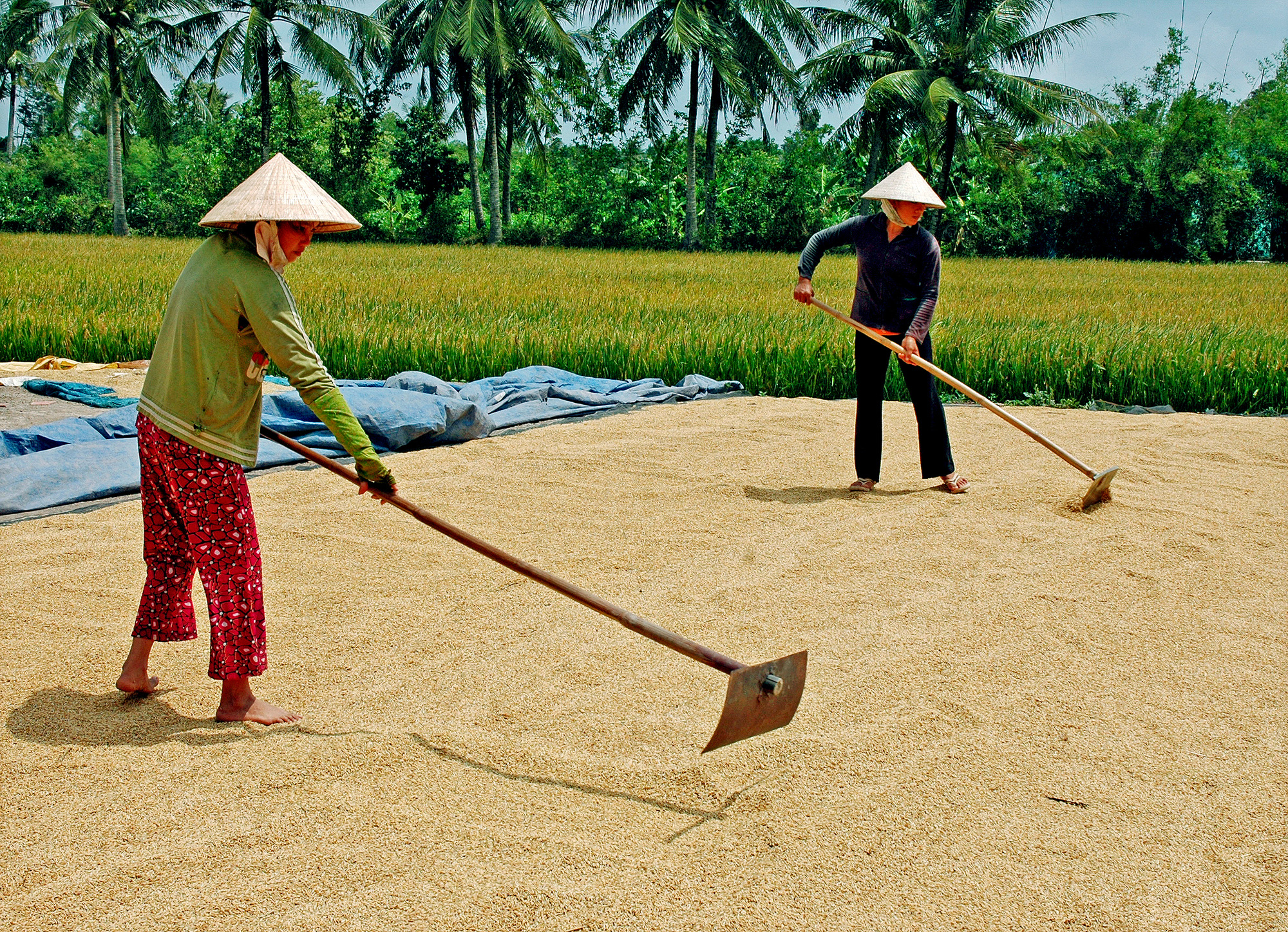 Trung Quốc tiến tới chủ động lương thực nhưng vẫn tăng mua gạo nếp từ Việt Nam - Ảnh 2.