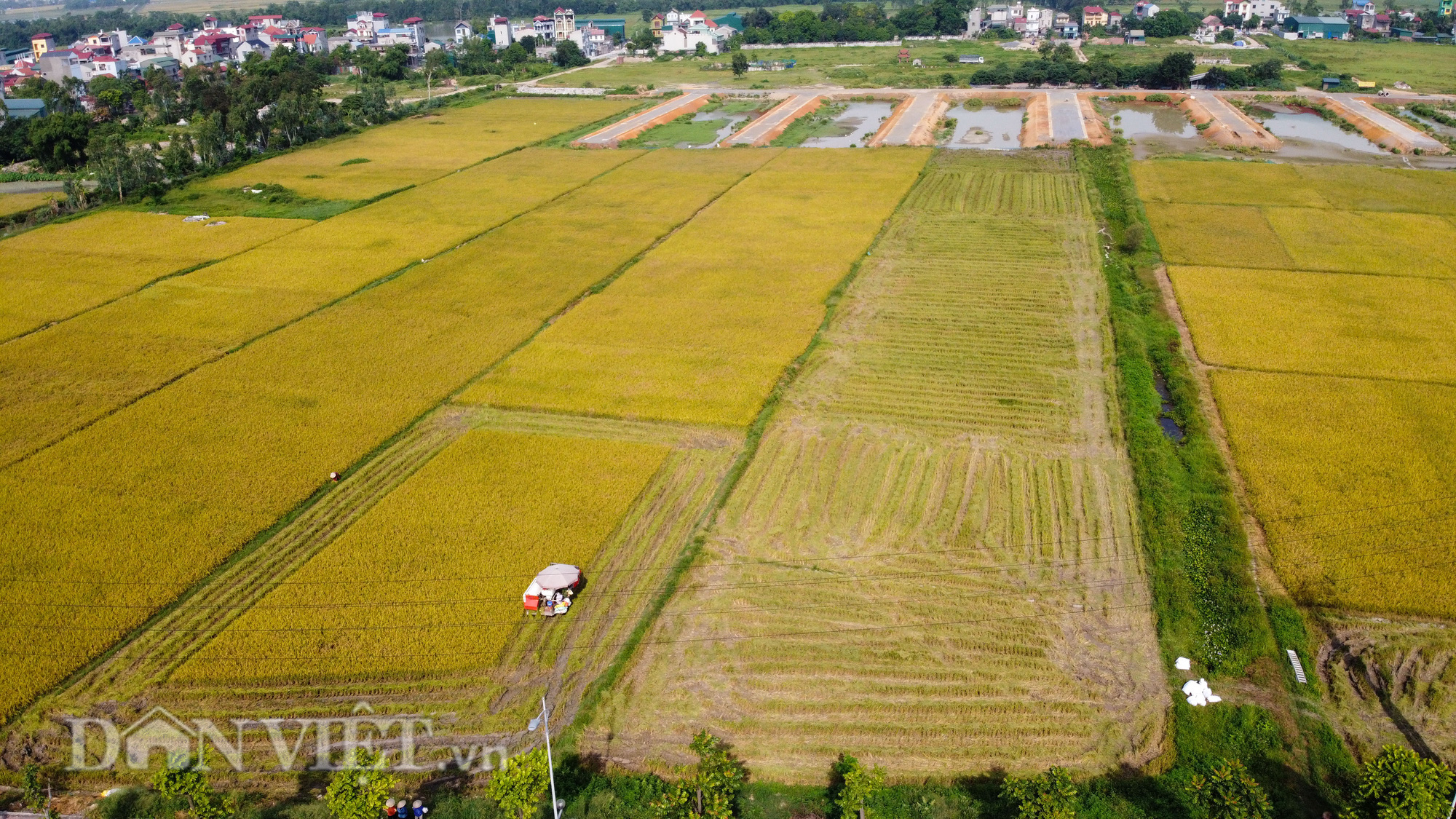 Nông dân Hà Nội đội nắng đón vụ mùa bội thu - Ảnh 2.