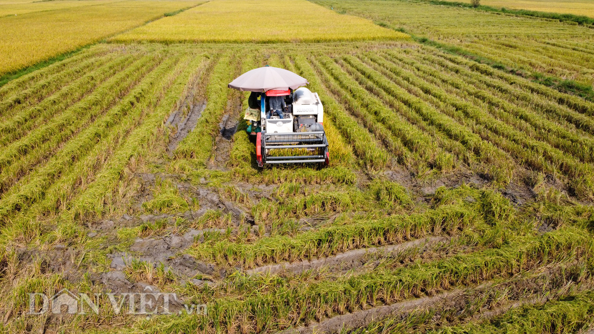 Nông dân Hà Nội đội nắng đón vụ mùa bội thu - Ảnh 3.