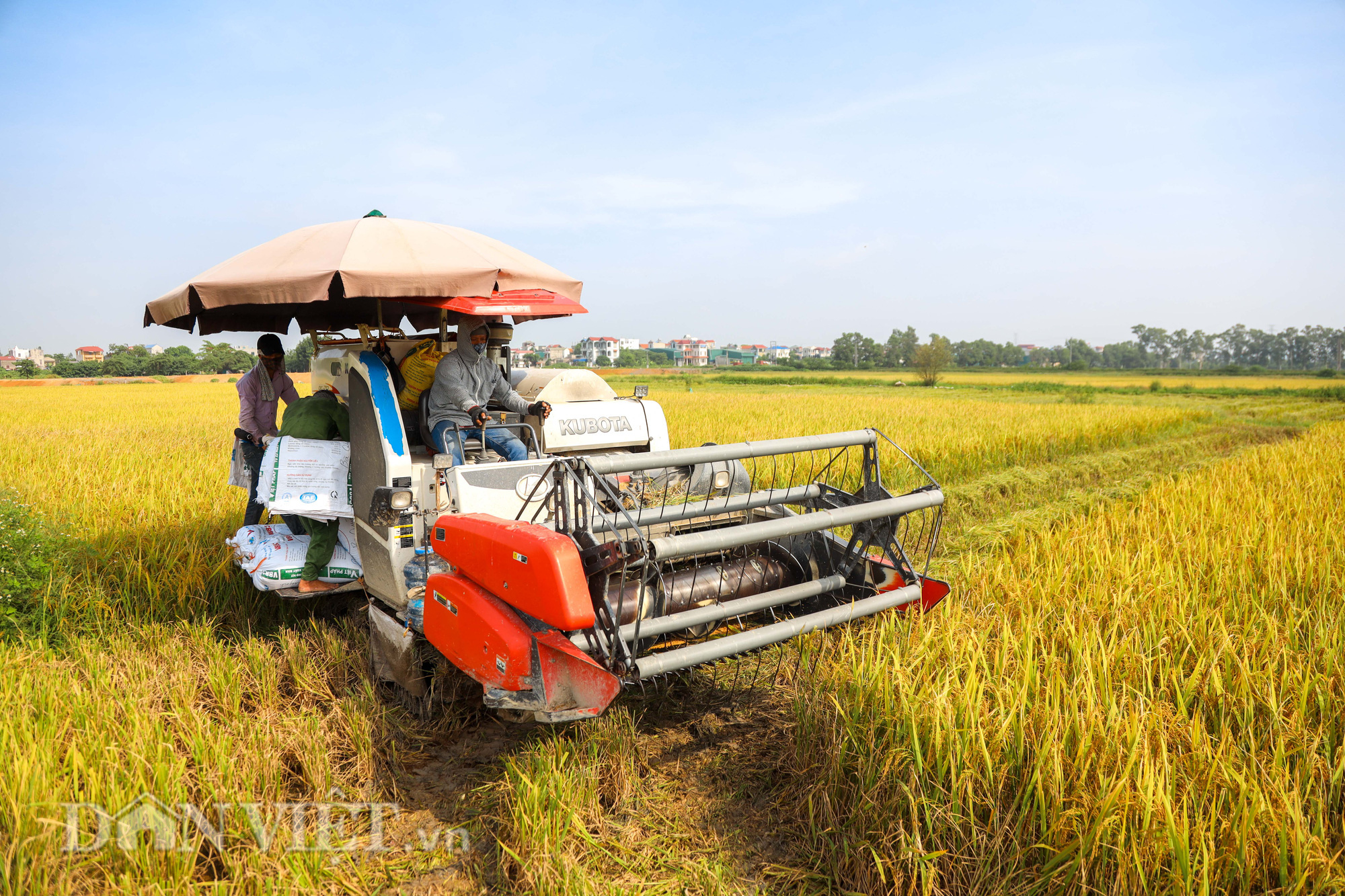 Nông dân Hà Nội đội nắng đón vụ mùa bội thu - Ảnh 6.