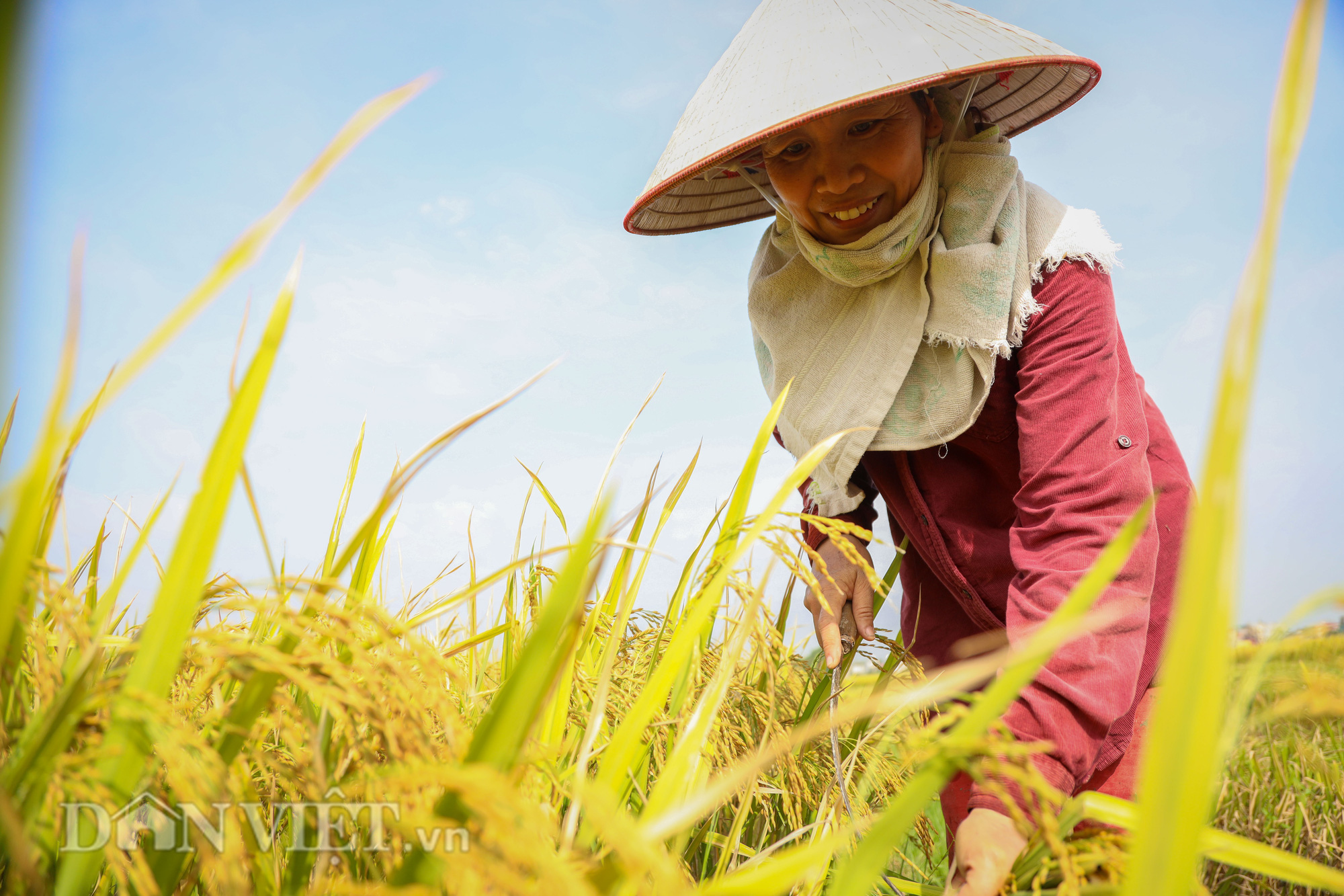 Nông dân Hà Nội đội nắng đón vụ mùa bội thu - Ảnh 7.