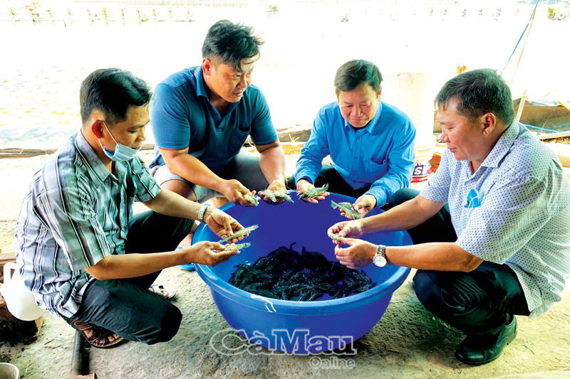 Cà Mau: Bí quyết nuôi tôm 3 giai đoạn, cứ 1ha bắt lên 48 tấn, dân trúng lớn - Ảnh 3.