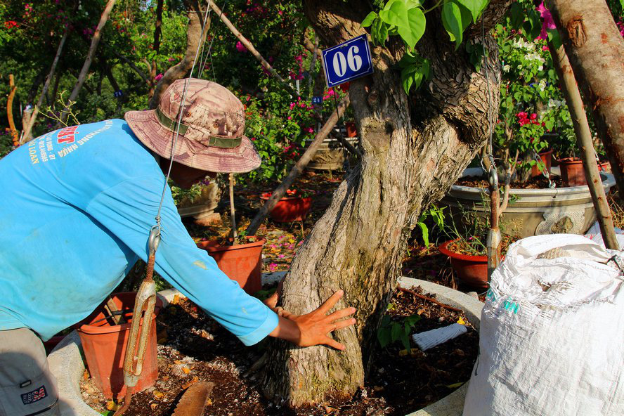 Vườn hoa giấy đa sắc dáng độc, giá trị như kho báu của anh nông dân miền Tây - Ảnh 3.