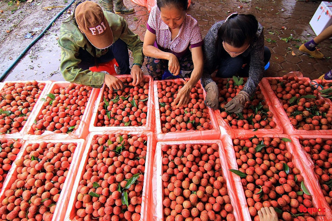 Vải thiều tiêu chuẩn quốc tế &quot;cháy hàng&quot;, nhiều hộ nông dân tăng gấp đôi doanh thu - Ảnh 1.