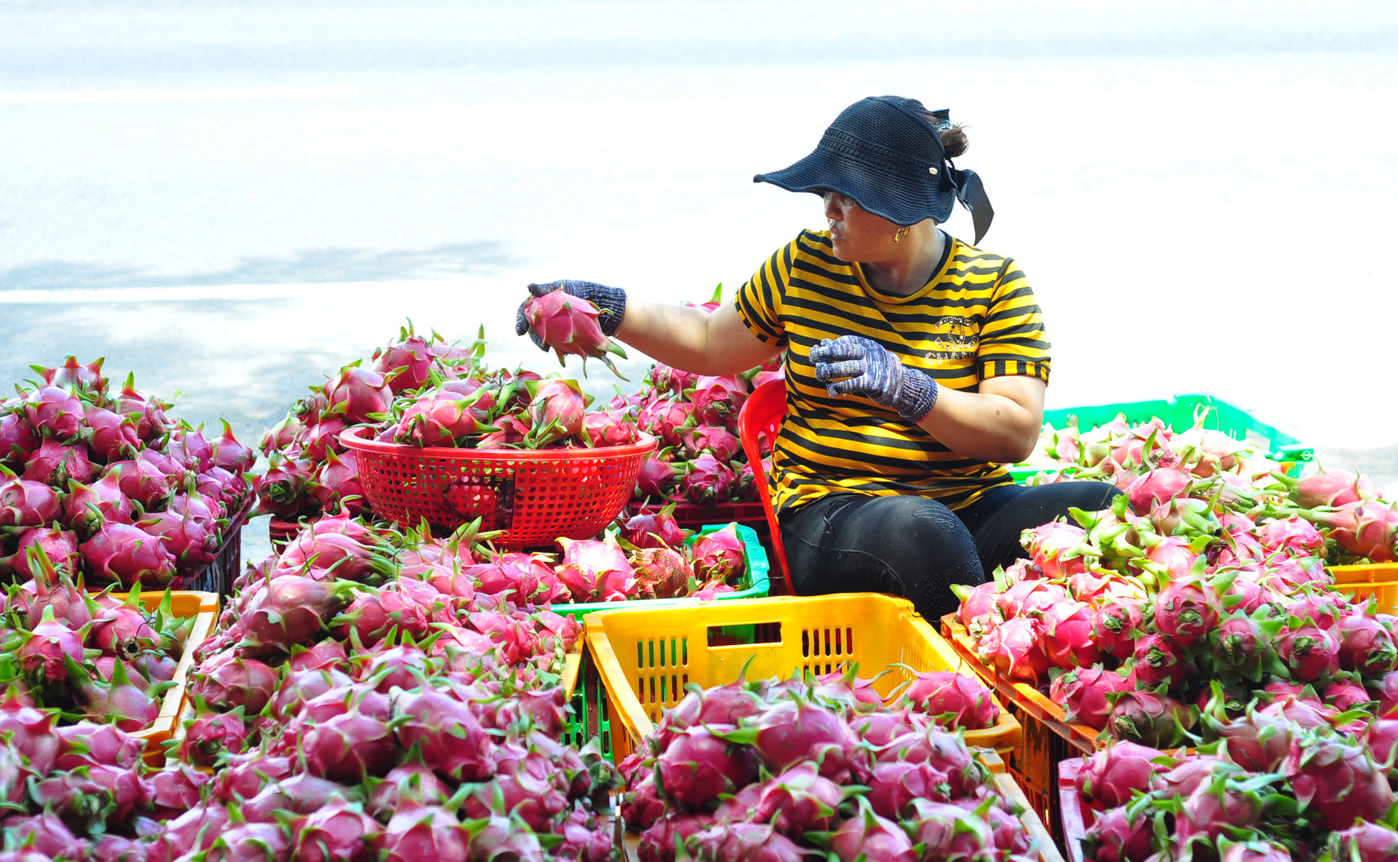 Trung Quốc đang thiếu hụt, Việt Nam tăng tốc xuất khẩu rau quả - Ảnh 2.