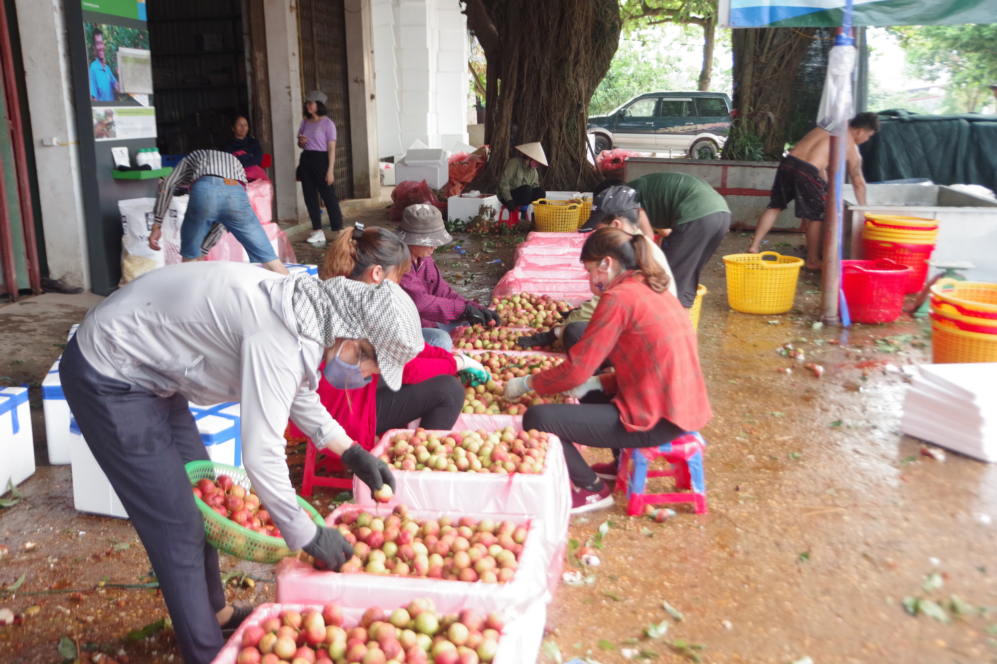 Trung Quốc đang thiếu hụt, Việt Nam tăng tốc xuất khẩu rau quả - Ảnh 1.