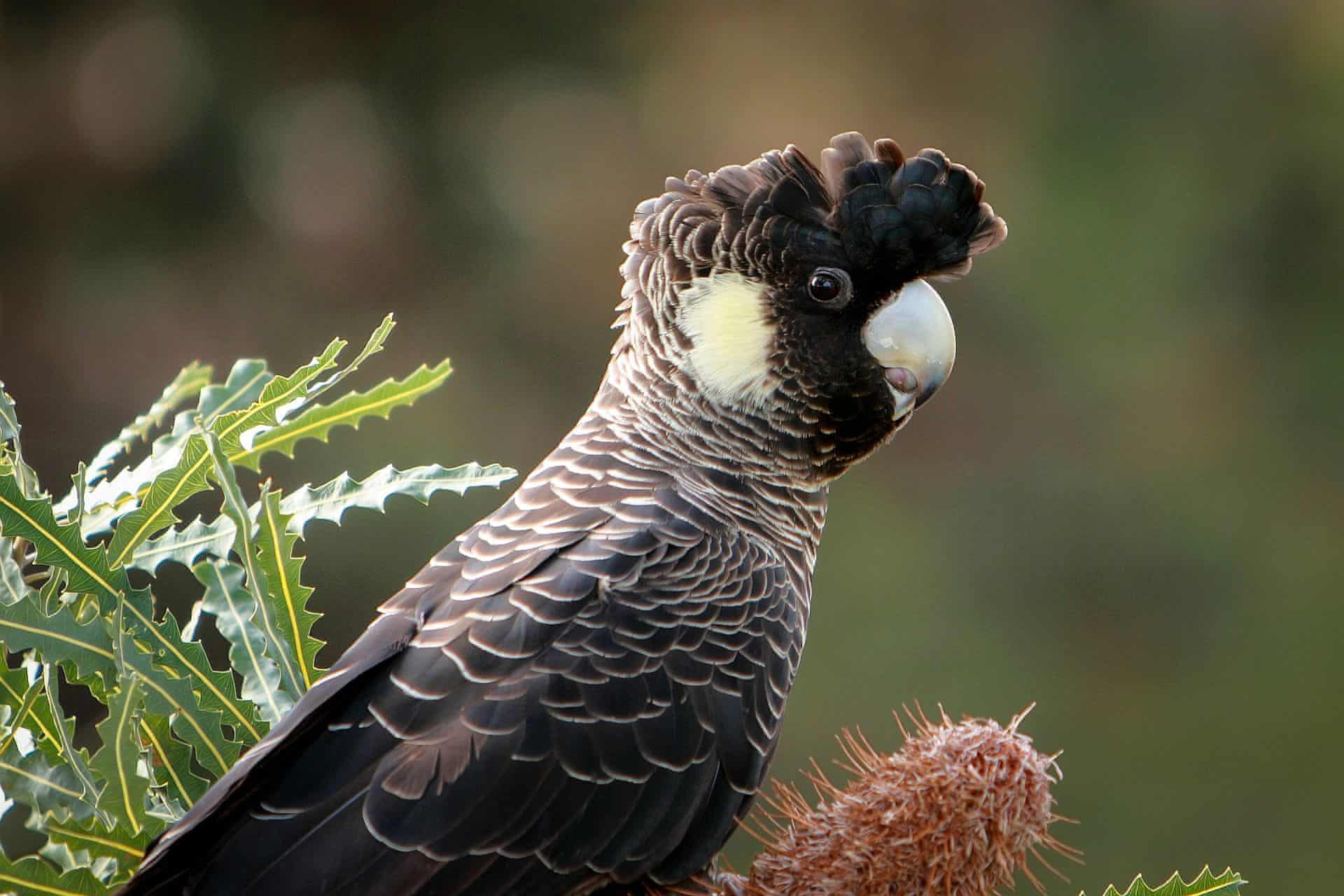 Sóc đất ngửi hoa ở Nepal lọt top 15 ảnh động vật đẹp nhất tuần - Ảnh 11.
