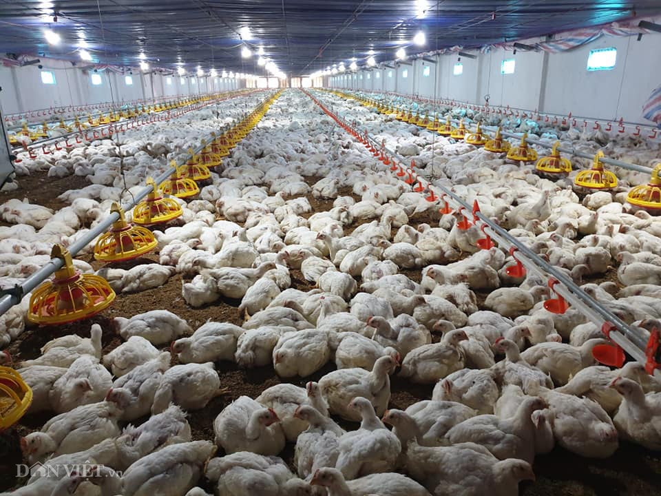 Giá gia cầm hôm nay 7/6: Giá thịt tăng nhẹ, người nuôi gà công nghiệp &quot;ăn đậm&quot; - Ảnh 2.