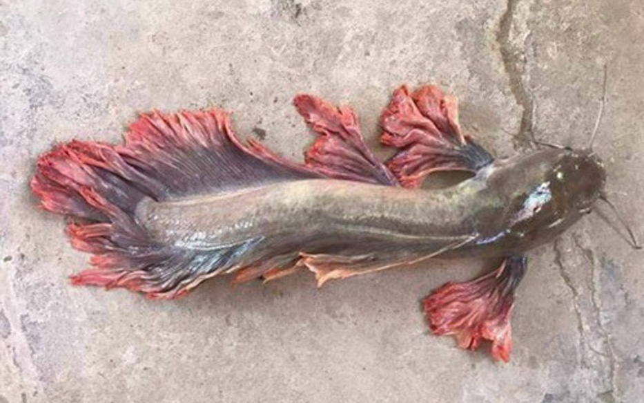 Cá trê râu 8 cọng và những siêu đột biến kỳ bí độc nhất đất Việt