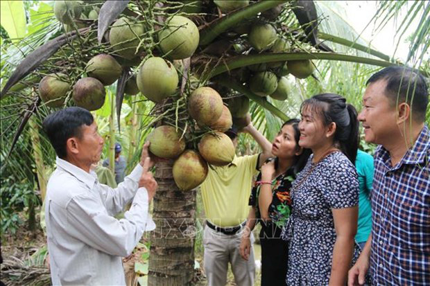 Trà Vinh: Trái dừa sáp đặc sản bán đắt tiền vừa giúp nông dân giàu lại hút khách du lịch tới xem - Ảnh 1.