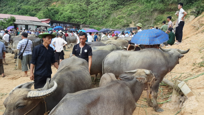 Sôi động chợ bò lớn nhất vùng cao Bắc Kạn - Ảnh 7.