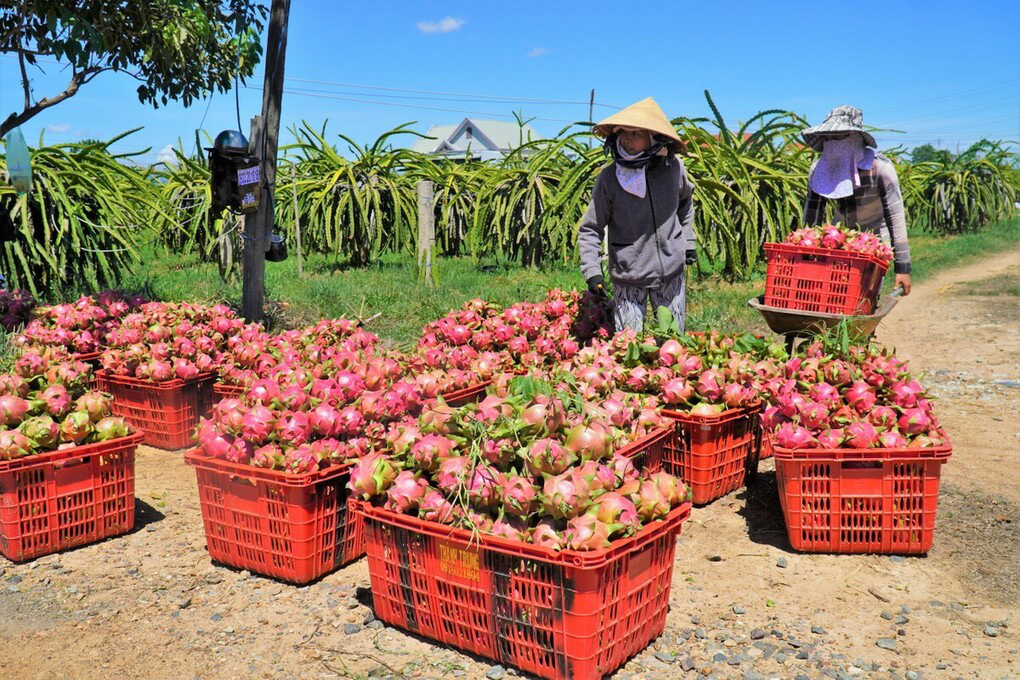 Thanh long đầu vụ giá &quot;đáy&quot; chỉ 2.000 đồng/kg? - Ảnh 1.