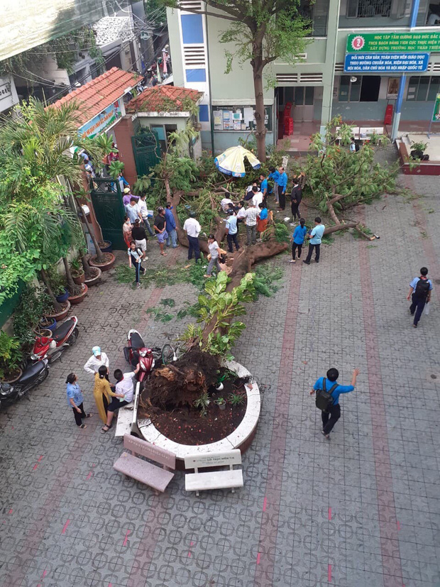 Kiến nghị tiếp tục đốn hạ nhiều cây phượng trong trường học ở TP.HCM - Ảnh 1.