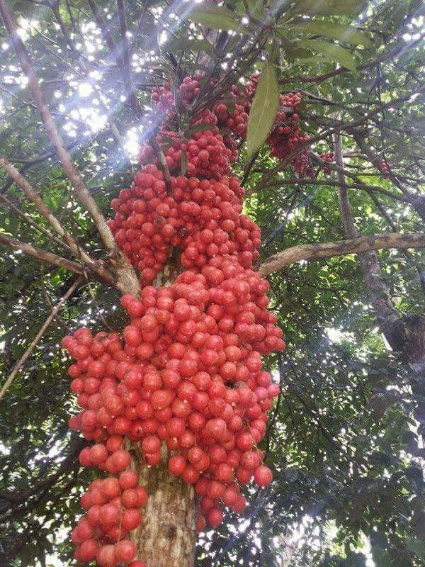 Những siêu cây cực kỳ &quot;mắn đẻ&quot;, lướt đọc tới đâu trầm trồ thán phục tới đó - Ảnh 6.