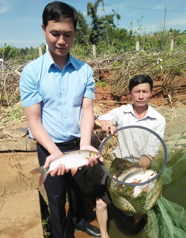 Lâm Đồng: Cho cá chài đặc sản miền Tây ở với cá chép, 2 con &quot;chung sống hòa bình&quot;, bắt lên cả tấn - Ảnh 1.