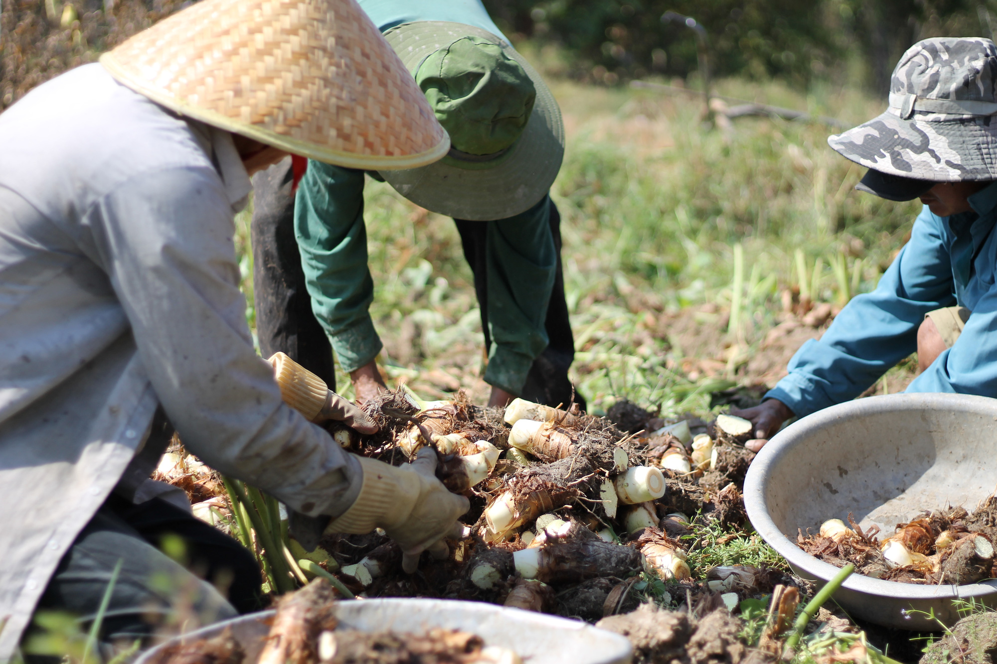 Khánh Hòa: Giá khoai sáp giảm, chủ vườn khoai sáp thấp thỏm lo âu - Ảnh 1.