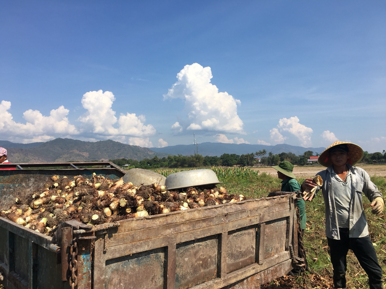 Khánh Hòa: Giá khoai sáp giảm, chủ vườn khoai sáp thấp thỏm lo âu - Ảnh 3.