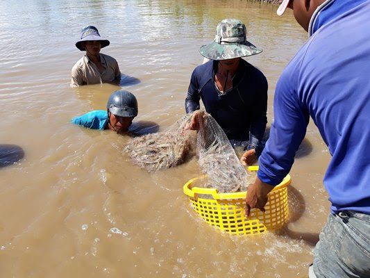 Độc đáo: Nông dân nuôi tôm thẻ chân trắng trong… nước ngọt - Ảnh 3.