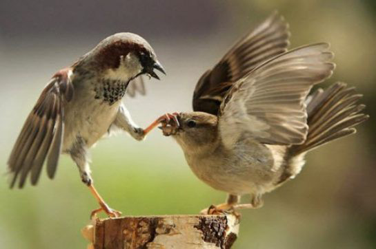 Chim sẻ ăn hạt, vì sao nuôi con bằng sâu? - Ảnh 1.