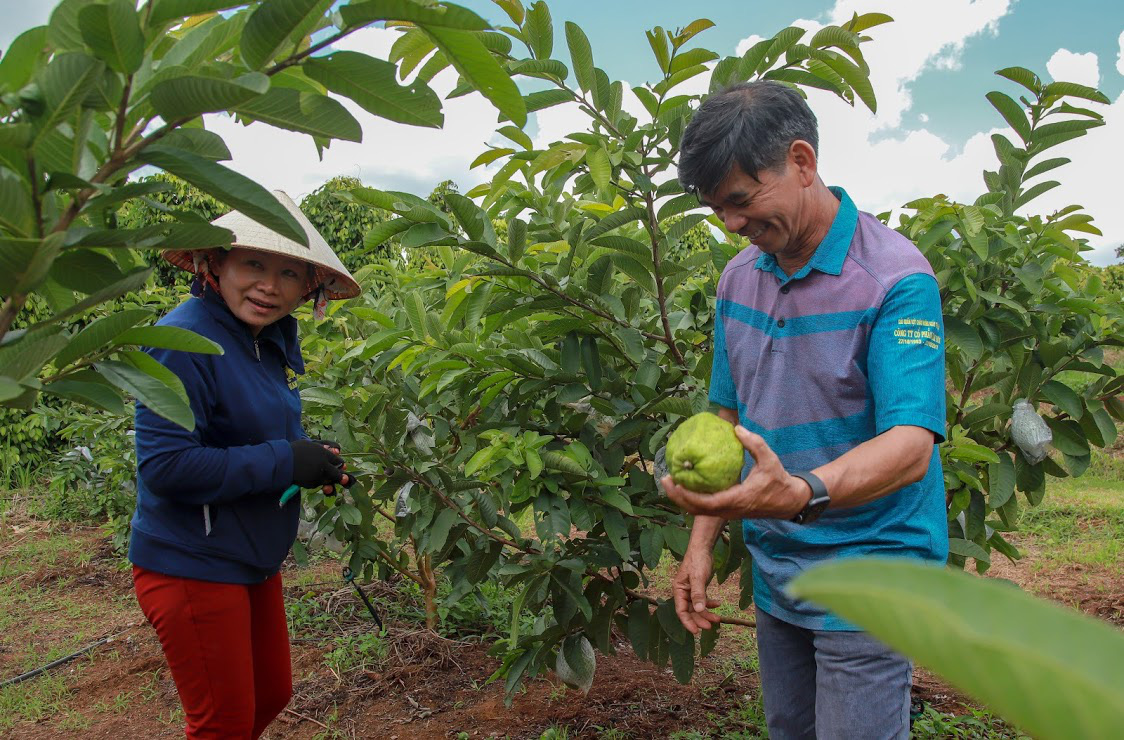 Ông Huỳnh Mau - cánh tay phải của bầu Đức một thời giờ đã an thú điền viên cùng vợ với niềm vui cung cấp nông sản sạch. Ảnh: Nguyễn Chương