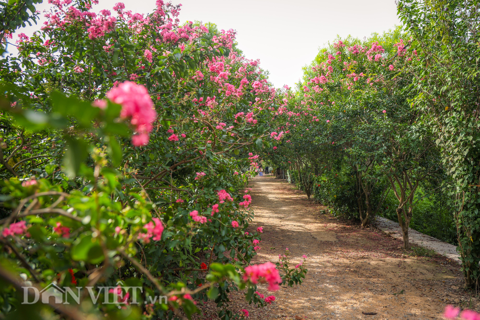 Choáng ngợp sắc hoa tuyệt đẹp của hàng cây tường vi 15 năm tuổi ở Hà Nội - Ảnh 2.