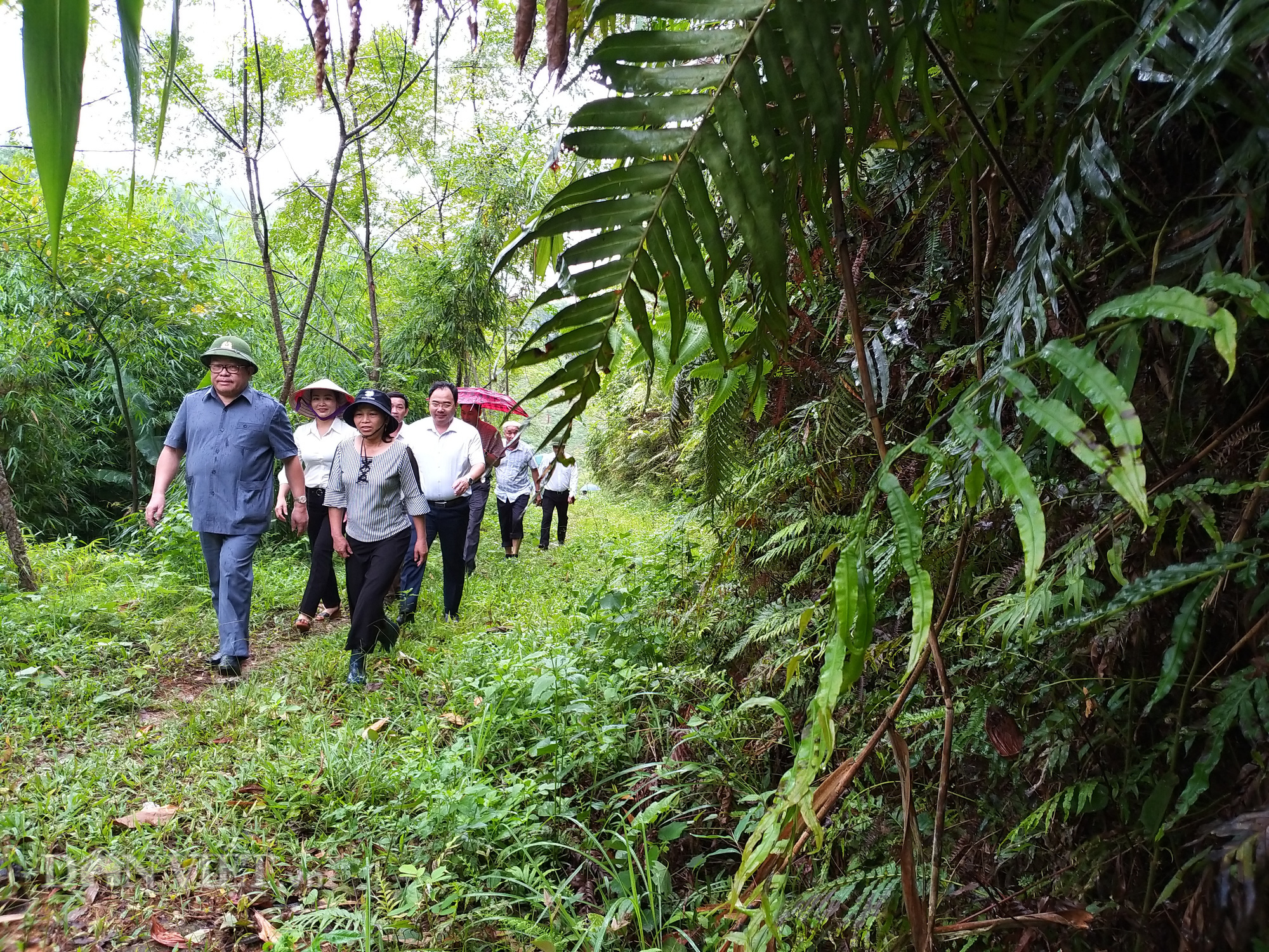 Chủ tịch Hội Nông dân Việt Nam &quot;đội mưa&quot; vượt núi thăm &quot;rừng vàng&quot; ở Yên Bái - Ảnh 3.