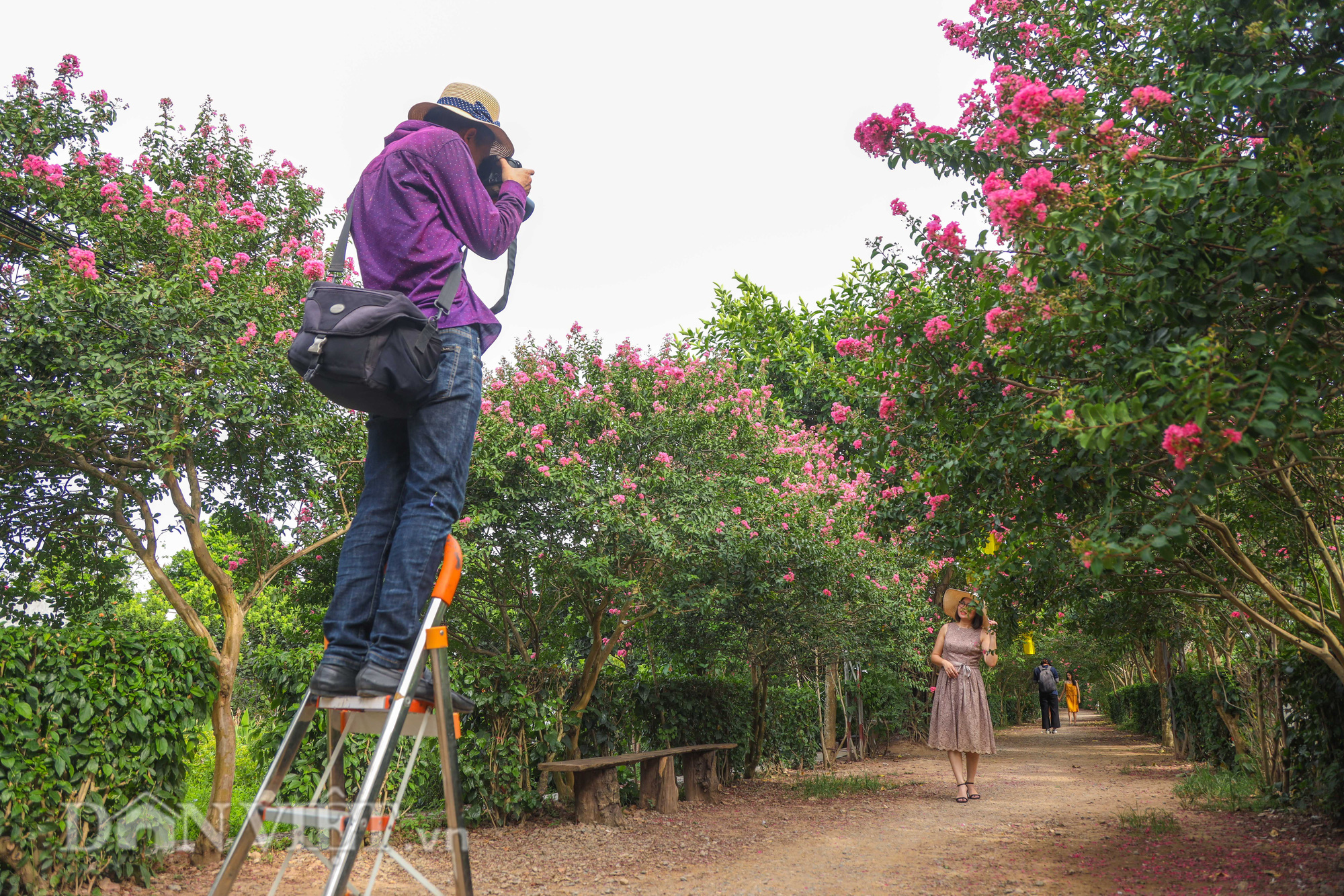 Choáng ngợp sắc hoa tuyệt đẹp của hàng cây tường vi 15 năm tuổi ở Hà Nội - Ảnh 4.