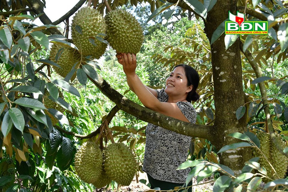 Miệt vườn tiền tỷ &quot;gói&quot; trong trang trại 12ha ở Đắk Nông, cây nào cũng ra trái quá trời - Ảnh 1.