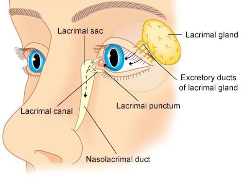 Giải mã bí ẩn của haemolacria: &quot;Chứng bệnh&quot; khiến những cô gái Ấn Độ khóc ra máu - Ảnh 6.