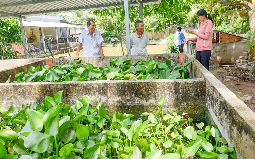 Bể nợ vì trái cây, một nông dân miền Tây quay ra nuôi cua đinh khổng lồ mà nên danh &quot;Nữ hoàng&quot;