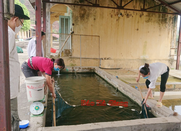 Hà Giang: Khám phá nơi thuần dưỡng các loài cá quý hiếm, có cả cá Anh vũ tiến vua - Ảnh 1.