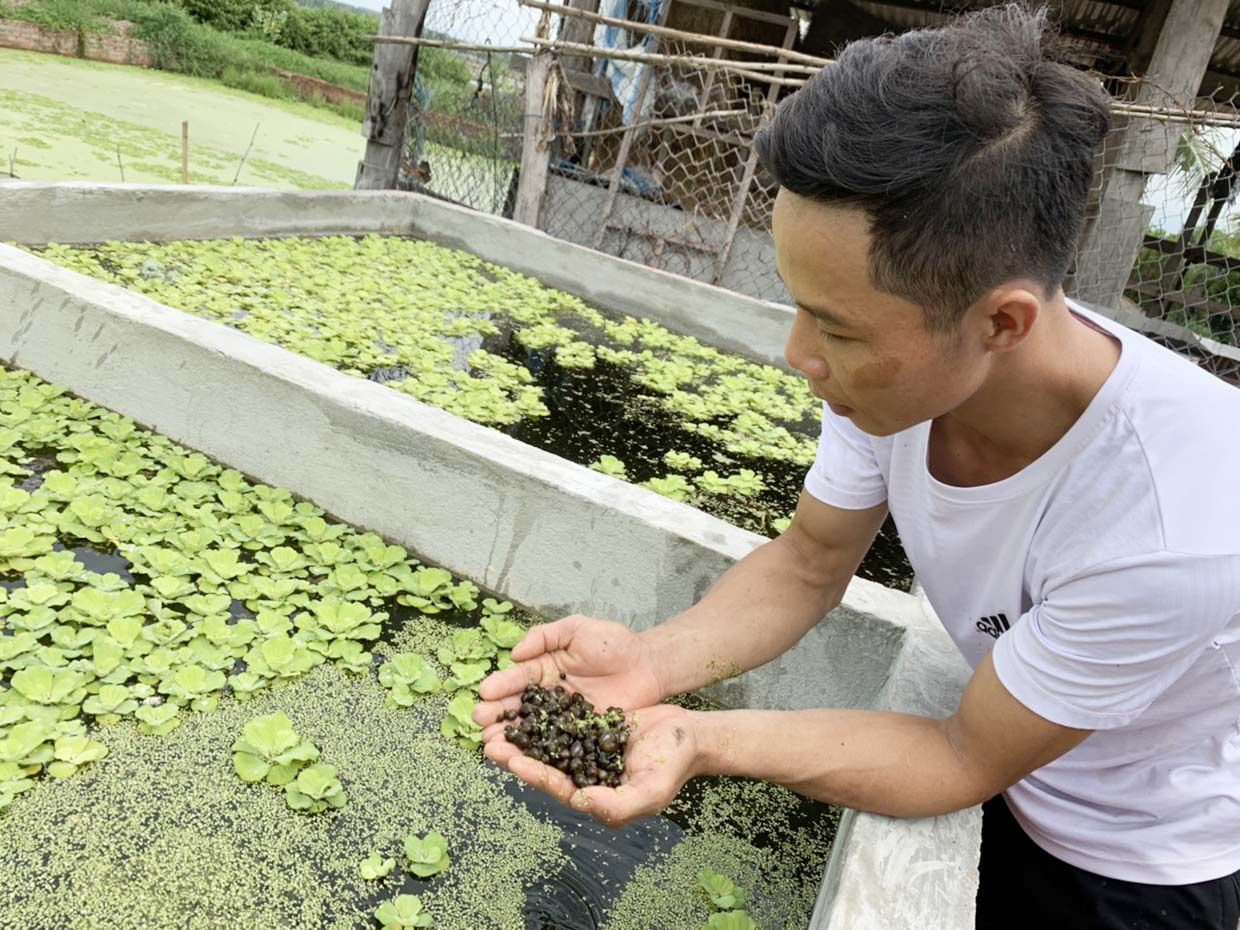 Gia Lai: 9X bỏ ngang đại học về quê nuôi con &quot;ăn bẩn ở sạch&quot; giờ ra sao? - Ảnh 1.