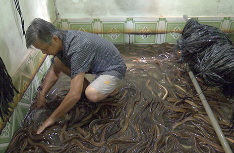 Vùng đất dân nuôi lươn không bùn trong bể, mở ra thấy toàn con to bự - Ảnh 1.