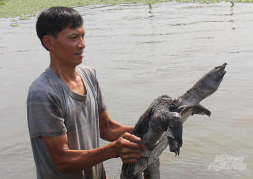 Nam Định: “Đút túi” gần nửa tỷ đồng/năm nhờ nuôi ba ba gai - Ảnh 3.