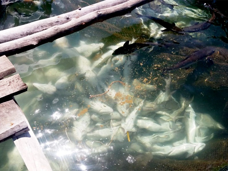 Hàng trăm tấn cá nuôi bè ở Kiên Giang chết hàng loạt - Ảnh 1.