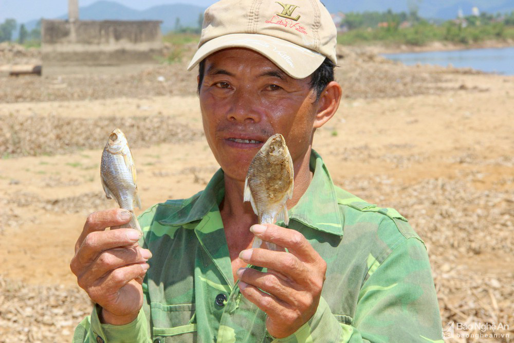 Hạn hán khốc liệt, cá chết khô ở Nghệ An - Ảnh 4.