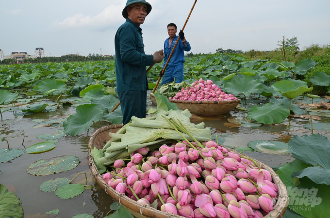 Người mang cả Tháp Mười ra &quot;đặt&quot; giữa lòng Hà Nội - Ảnh 4.