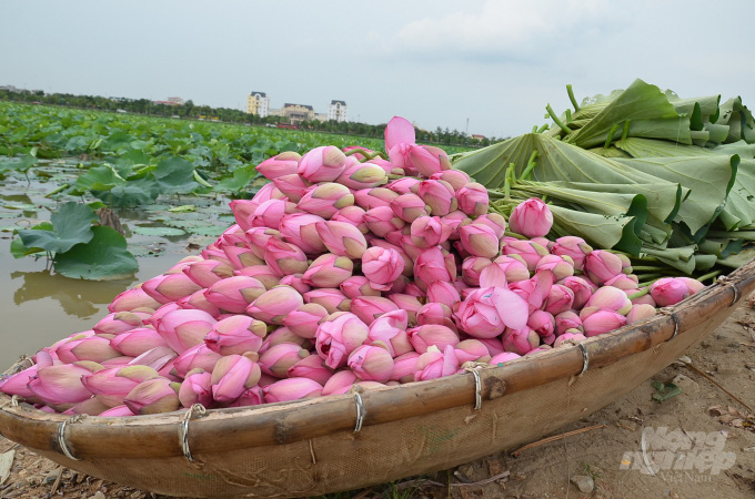 Người mang cả Tháp Mười ra &quot;đặt&quot; giữa lòng Hà Nội - Ảnh 5.