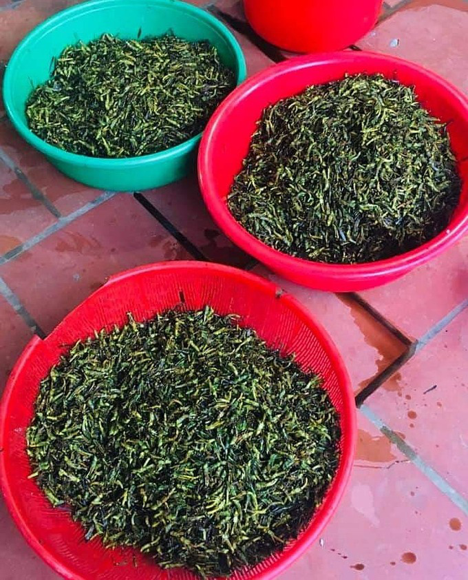 Gần 300.000 đồng một kg châu chấu - Ảnh 1. Gần 300.000 đồng một kg châu chấu - Ảnh 1.