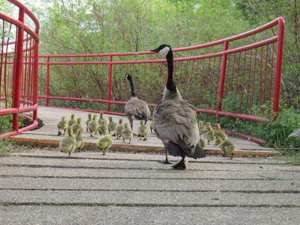 &quot;Mẹ&quot; ngỗng Canada nổi tiếng đông con nhất thế giới khiến hàng triệu triệu cư dân mạng ráo riết săn lùng. - Ảnh 2.