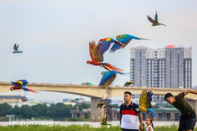 &quot;Bộ sưu tập&quot; vẹt sặc sỡ quý hiếm giá nghìn đô xuất hiện tại Hà Nội - Ảnh 11.